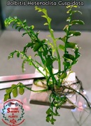 Bolbitis Heteroclita Cuspidata