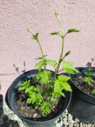 Chmiel Cascade - rośliny