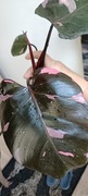 Philodendron Pink Princes ukorzeniony