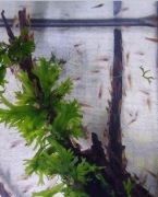 Krewetki poselekcyjne mix