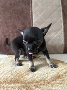 Chihuahua szczeniaczek 