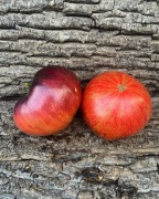 Indigo Queen Pomidor Kolekcjonerski 