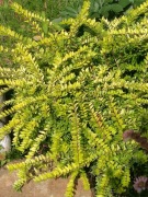 Suchodrzew    Lonicera nitida