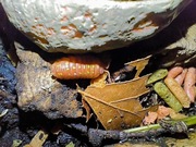 Isopody Armadillidium frontetriangulum orange 1 szt