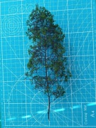 Drzewa z komosy ciernistej. Rozmiar: duże, kolor light green