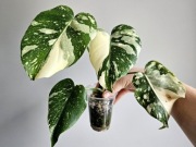 Monstera Thai Mutation piękne wybarwienie noid w hydroponice