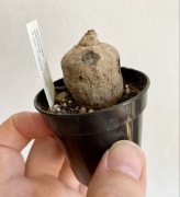 Ipomoea cairica caudex kaudeks ok. 3 cm Kwitnące pnącze
