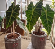 ALOCASIA / ALOKAZJA AMAZONICA 'POLLY'
