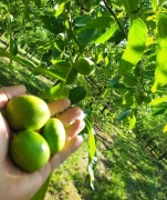 Zielony Orzech Włoski na Nalewki !!!