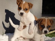 Jack Russell Terrier od # SMARTIE JACKS# suczka i piesek