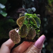 Lepanthes Tentaculata - unikat!