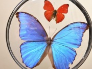 Gablotka Mh6_ms9, dwustronna.  Motyl Morpho didius. Cymothoe sangaris