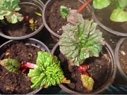 Rabarbar malinowy w donicy sadzonki 3 letnie lider