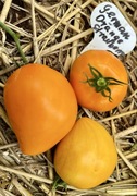 Pomidor German Orange Strawberry kolekcjonerskie nasiona