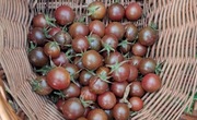 Nasiona pomidor koktajlowy Black Cherry min. 10szt.