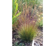 Kostrzewa 'Walberla' (Festuca) Czerwone Przebarwienia Ozdobna Trawa 