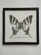 Obraz paź żeglarz, Iphiclides Podalirius