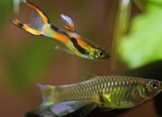 Rybki do akwarium akwariowe - Gupik Endlera Dwumiecz Poecilia Wingei