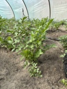 Lubczyk świeży (maggi), cięty, Bio liście 4kg