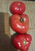 Nasiona pomidor Malinowy Olbrzym min. 10szt.