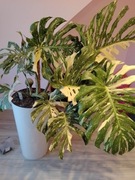 Monstera Thai Constellation 