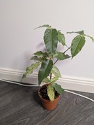 Ficus snowstorm variegata 