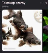 Ryba  akwariowa Welon Teleskop Czarny