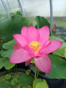 Lotos (Nelumbo) 'Red Scarf' - kwitnąca roślina w wiaderku 20l