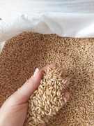 Pszenżyto 25kg czyszczone 