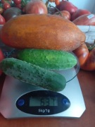 Ogórek konkurent kolekcjonerski