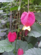 Abutilon megapotanica