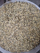 Pelet opal zamienik owies 