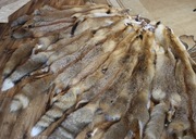 Skóra lis rudy garbowana futro z lisa rudego NOWE PIĘKNE SKÓRY LISÓW I