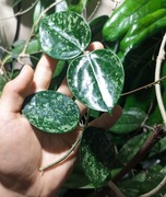 Hoya Epc 997 - sadzonka w trakcie ukorzeniania