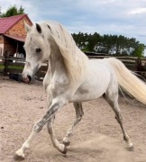 Piękny ogier czystej krwi arabskiej - okazja!
