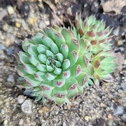 Rojnikowiec mongolski / Orostachys mongolei