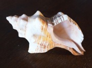 Muszla Trytona...Tryton Czarnopasiasty