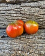 CYNTHIA'S BLACK HEART Pomidor Kolekcjonerski 