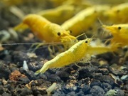 Krewetki Neocaridina heteropoda Yellow Neon Line - pakiet 10 + 2 