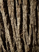 Pień duży suchy do obróbki