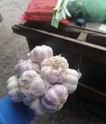 Czosnek z własnej plantacji wysyłka paczkomat