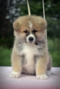 Akita Inu * Czerwona suczka FCI