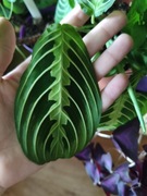 Maranta Lemon Lime szczepka 