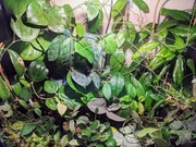 Hoya - wyprzedaż kolekcji - odmiany w opisie - hoja