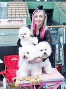 bichon frise szczenięta , hodowla  FCI