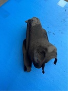 BMW 3 E46 Osłona Maglownicy Lewa 8234797