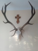 Poroże jelenia z czaszką 
