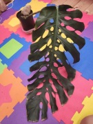 Monstera dubia - ukorzeniona ze stożkiem wzrostu