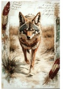 pocztówka z motywem Dzikiego Zachodu. Kojot