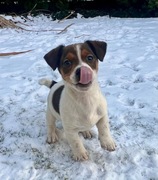Jack Russell Terrier # CHIPS Smartie Jacks # pure breed male